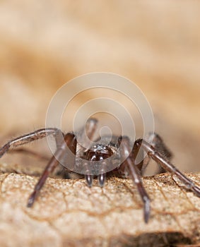 Stealthy ground spider (Gnaphosidae) photo