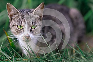 Stealthy Tabby Cat in Grass photo