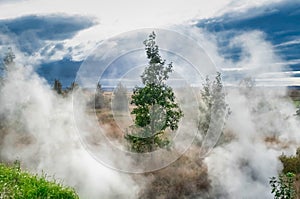 Steam around the trees through geothermal energy, Iceland