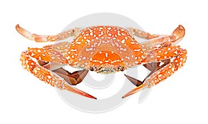 Steam Blue Swimming Crab