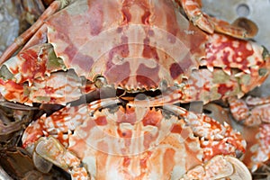 Steam crab