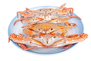 Steam food crab on dish