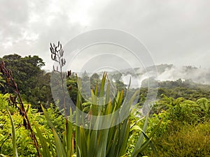 Geothermal geyser in New Zealand