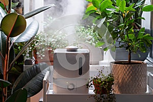 Steam from humidifier, moistens dry air surrounded by indoor houseplants. Home garden, plant care