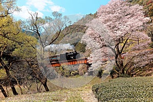 A steam locomotive traveling on a bridge by a flourishing cherry blossom Sakura tree near Kawane Sasamado Station of Oigawa Rail