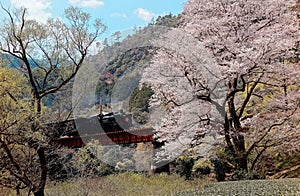 A steam locomotive travels on a bridge by a flourishing cherry blossom Sakura tree near Kawane Sasamado