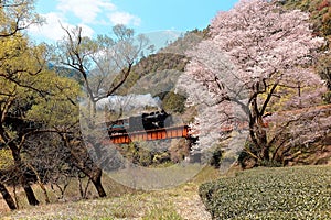 A steam locomotive travels on a bridge by a flourishing cherry blossom Sakura tree near Kawane Sasamado Station