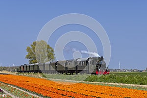 steam trai with tulip field, Hoorn - Medemblik, Noord Holland, Netherlands