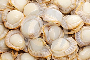 Steamed baby bay scallops