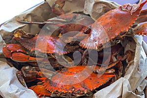 Steamed blue crabs from the Chesapeake bay