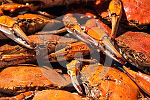 Steamed blue crabs from the Chesapeake bay