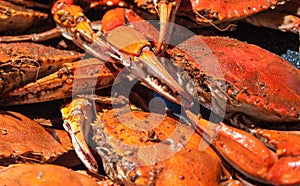 Steamed blue crabs from the Chesapeake bay