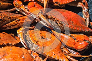 Steamed blue crabs from the Chesapeake bay photo