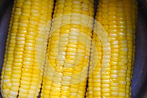 Steamed or boiled sweet corn cooked in hot pot , ripe corn cobs sweetcorn for food