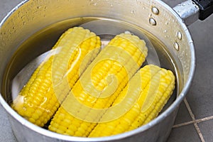 Steamed or boiled sweet corn cooked in hot pot , ripe corn cobs sweetcorn for food