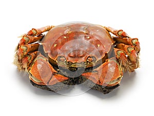 Steamed chinese mitten crab, shanghai hairy crab