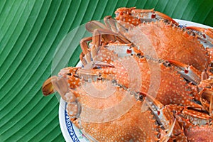 Steamed Crab on plate