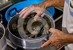 Steamed crab in pot. live crabs in a pot. steaming shanghai hairy crabs, chinese cuisine.