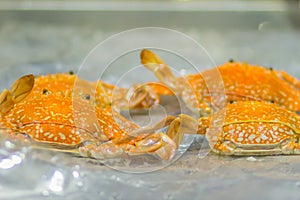 Steamed crab for sale at the seafood restaurant. Boiled crab for sale that wrapped with plastic and ready to bring back home.