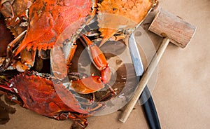 Steamed crabs with spices. Maryland blue crabs.