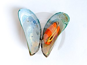 Steamed fresh mussels Perna viridis on white