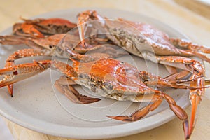 Steamed horse crab or blue crab in white plate on wood table. Seafood