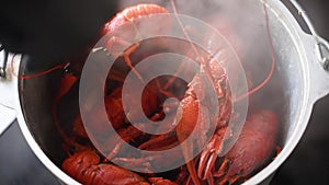 Steamed lobster seafood in a pot. Boiled red crayfish steaming in a pan, Chef serving luxury sea food dish. Steam in