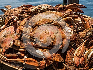 Steamed Maryland Blue Crabs photo