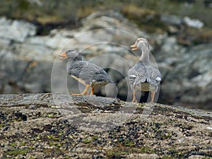 Steamer Ducks