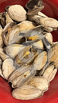 Steamers - clams New England tradition