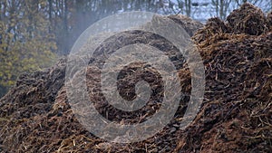 Steaming dung heap on a field