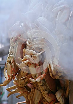 Steaming Dungeness Crabs photo