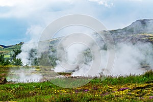 Steaming fumarole and flowers in the field at Haukadalur geothermal area