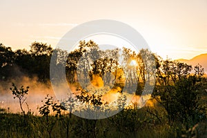 Steaming lake between trees in the midnight sun in northern Norway