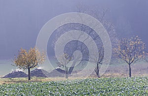 Steaming manure heaps