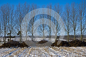 Steaming manure in a snowy stubble field. photo