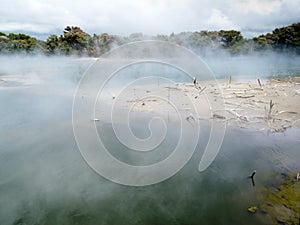 Steaming volcanic hot spring in Rotorua, N Zealand