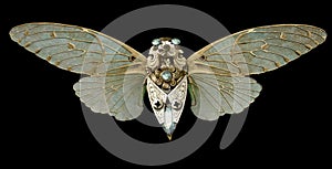 Steampunk Cicada photo