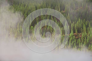 Steamy forest at Yellowstone National Park