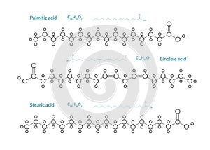 Stearic, Palmitic, Linoleic Acids. Fatty Acids. The Structural Formula of a Chemical Compound