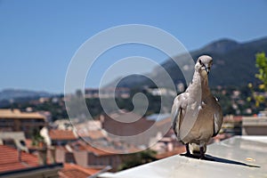 Stearing pigeon