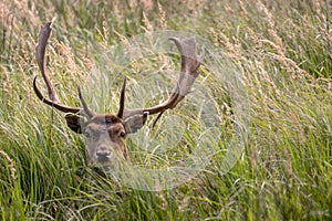 Stearing stag / deer lies in the grass.