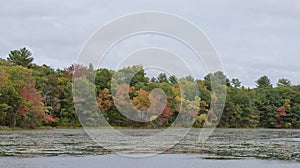 Stearns pond in Harold Parker State Forest in the fall