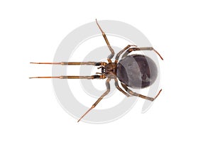 False widow spider isolated on white background, Steatoda grossa female photo