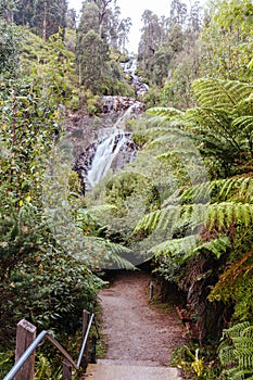 Steavenson Falls in Marysville Australia