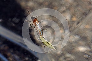 A stechmÃ¼cke (mosquito)