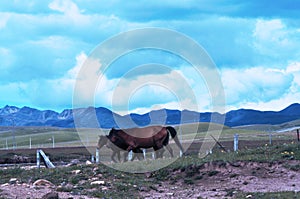 Steeds on the grasslands