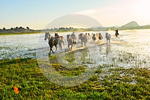 The steeds and herd