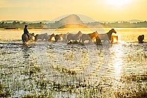 The steeds and herd in water