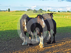 Steeds from the pasture.